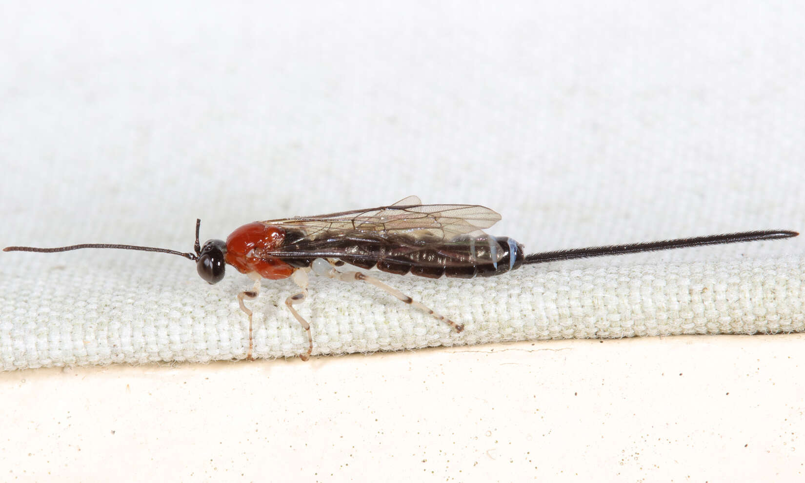 Image of Parasitoid wasp