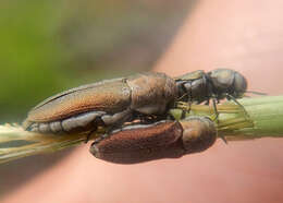 Image of Dinocephalia leucogaster Bellamy 1988