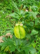 Image of Helleborus vesicarius Aucher