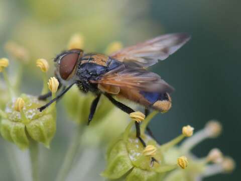 Image of Phasia aurigera (Egger 1860)