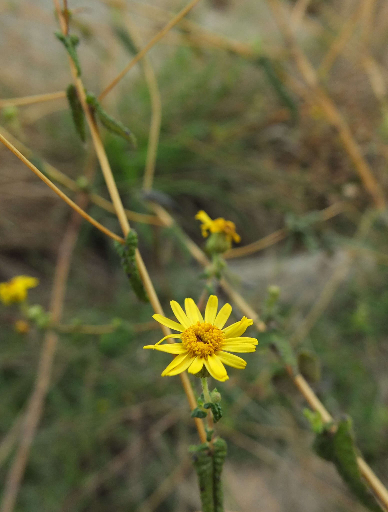 Image de Vicoa indica (L.) DC.