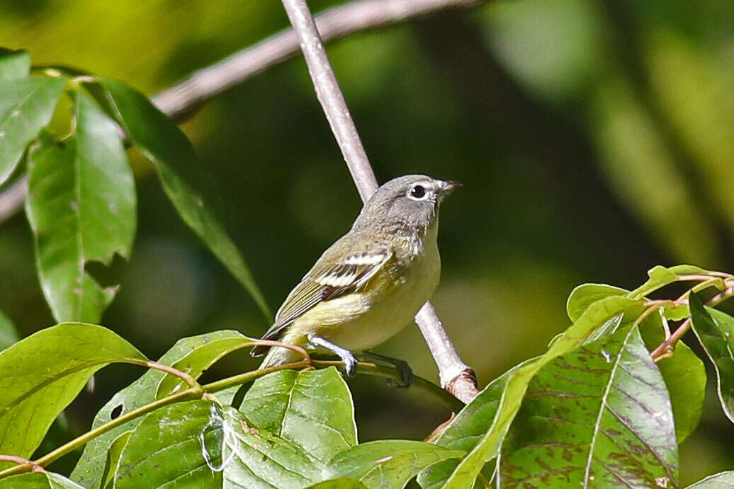 Image of Blue-headed Vireo