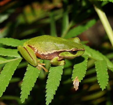 Ranoidea nudidigita (Copland 1963)的圖片