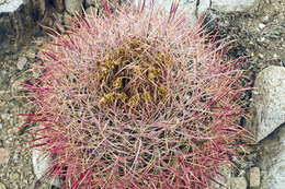 Image of Leconte's barrel cactus