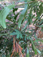 Sivun Acacia melanoxylon R. Br. kuva