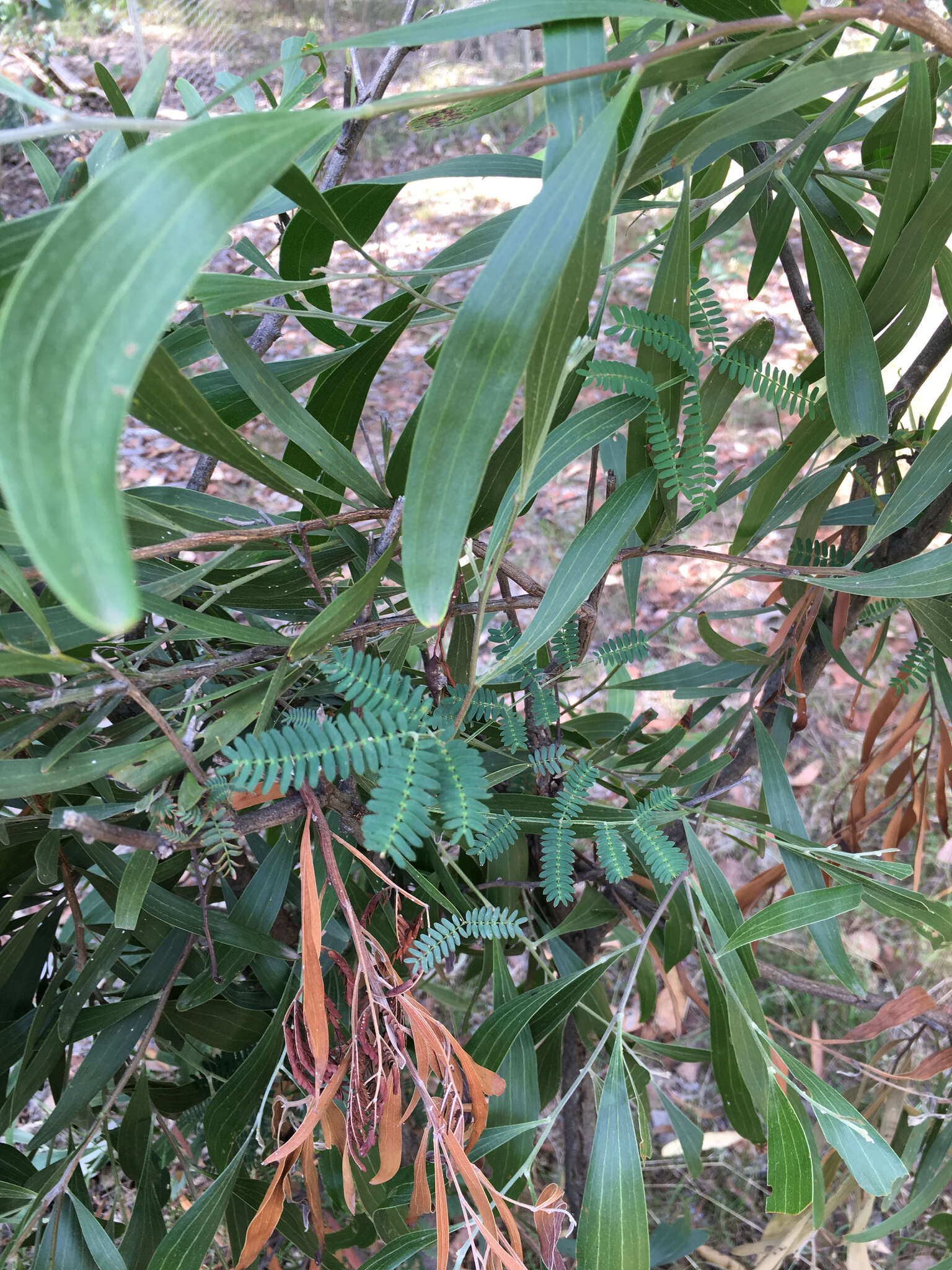 Sivun Acacia melanoxylon R. Br. kuva