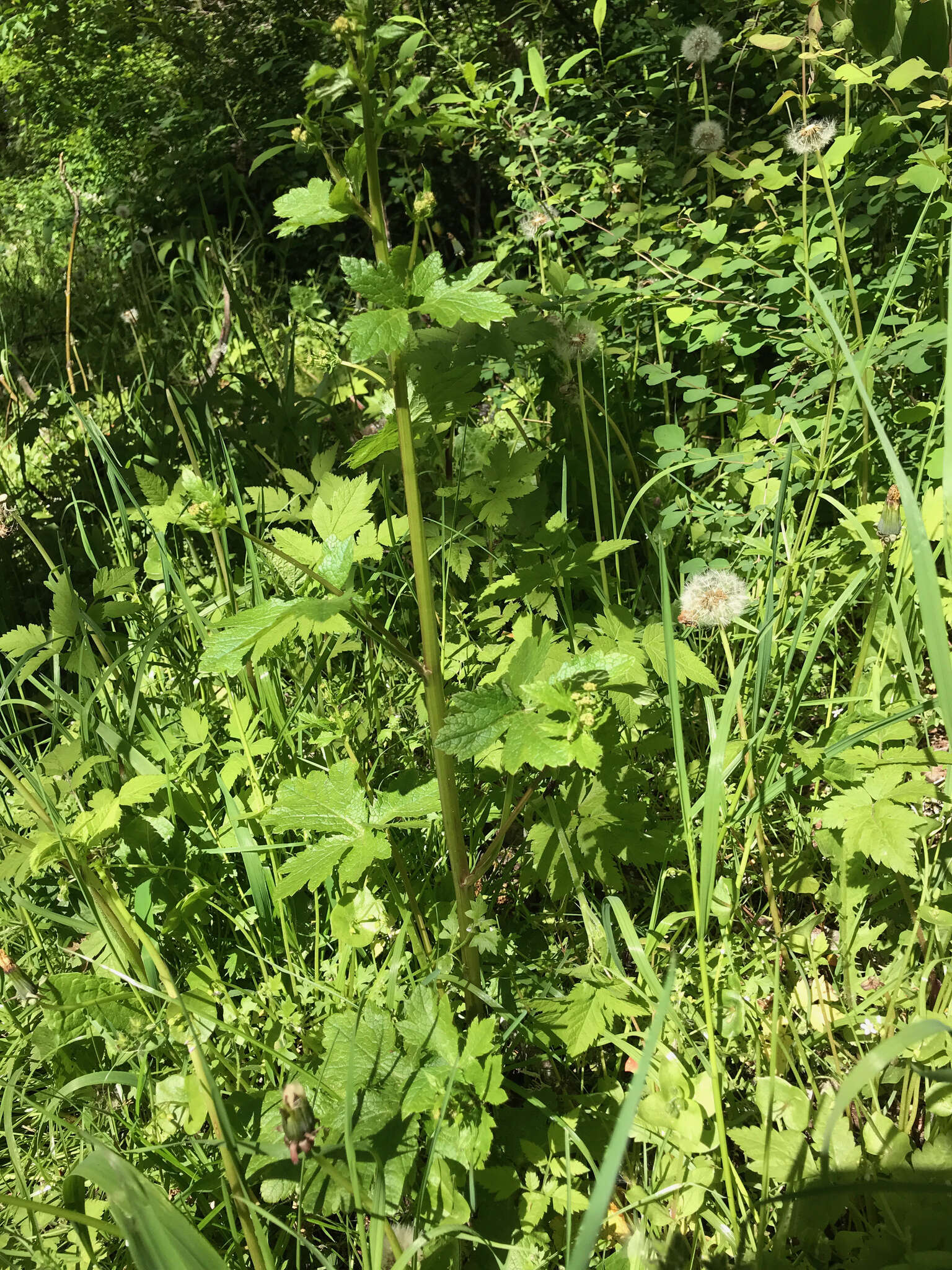 Image of Sanicula crassicaulis var. crassicaulis