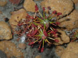 Image of Drosera barbigera Planch.