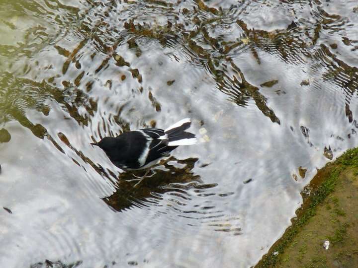 Image of Little Forktail