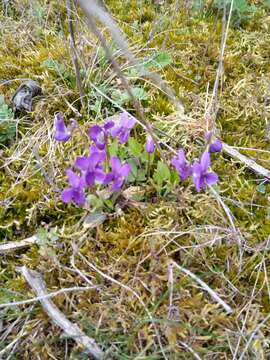 Image of Viola ambigua Waldst. & Kit.