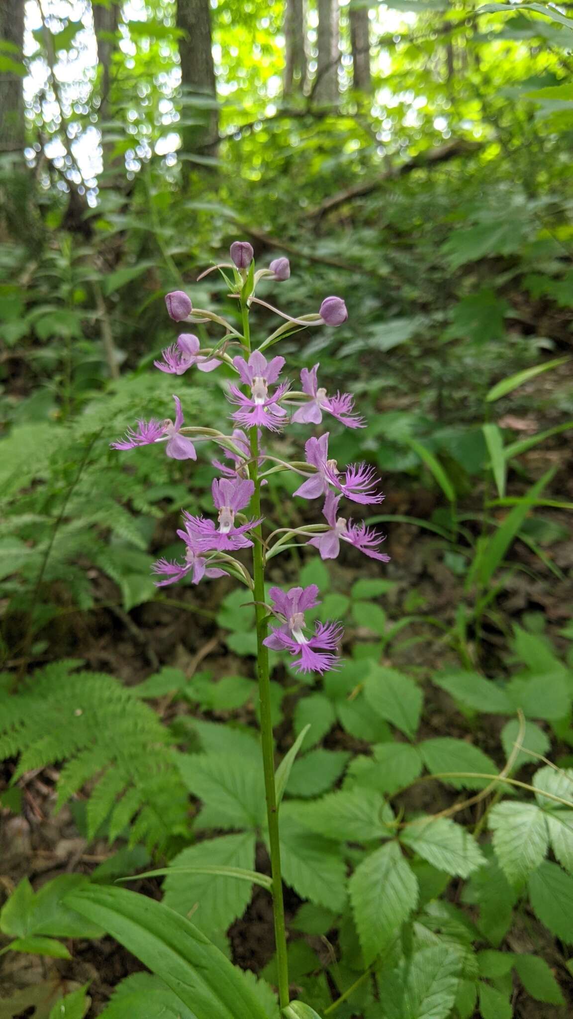 Image de Platanthera shriveri P. M. Br.