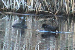 Image of Blue-billed Duck