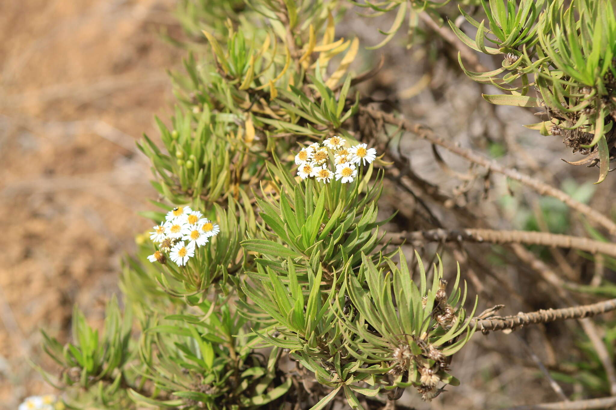 Image of Erigeron lancifolius Hook. fil.