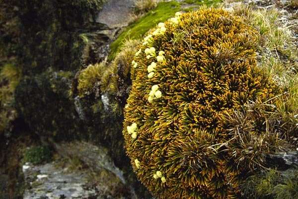 Image of Aciphylla simplex Petrie