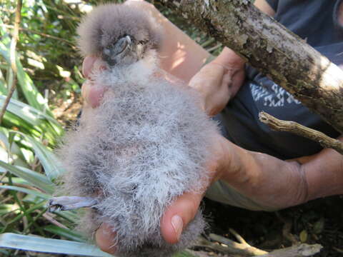 Image of Puffinus assimilis haurakiensis Fleming, CA & Serventy 1943