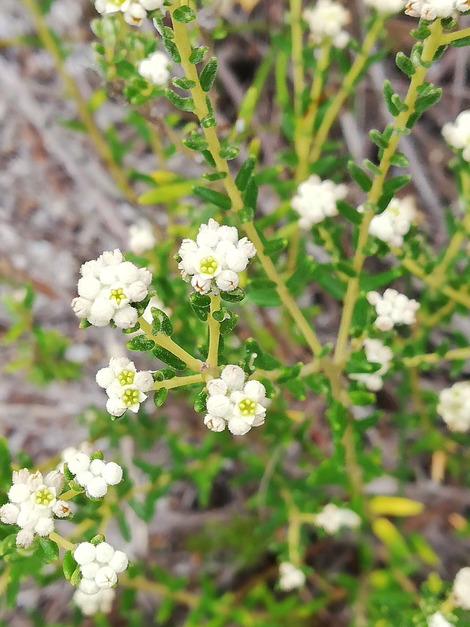 Imagem de Phylica lasiocarpa Sond.