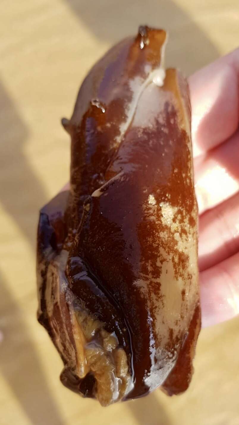 Image of banded sea hare