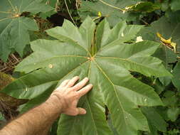 Image of tetrapanax