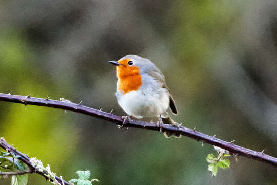 Image of Erithacus rubecula superbus Koenig & AF 1889