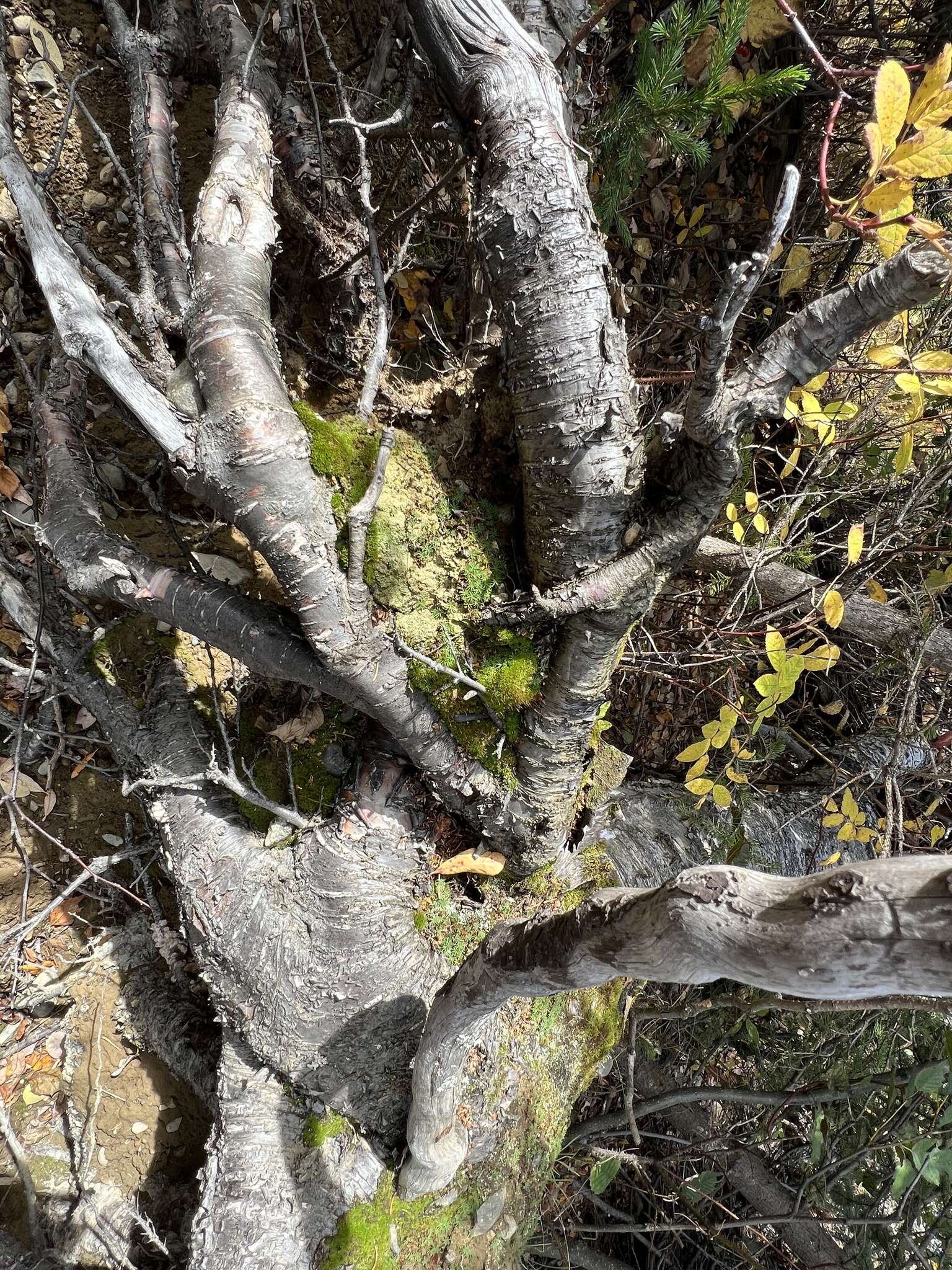 Image of thrombium lichen