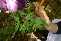 Plancia ëd Drymoanthus adversus (Hook. fil.) Dockrill