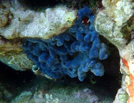 Image of flesh sponge