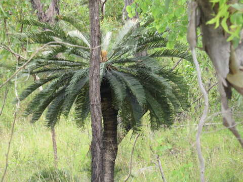 Image of Cycas media subsp. media