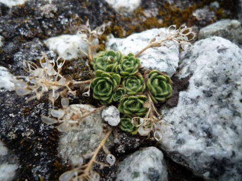 Image of Draba lapaziana Al-Shehbaz