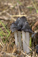 Sivun Coprinopsis macrocephala (Berk.) Redhead, Vilgalys & Moncalvo 2001 kuva