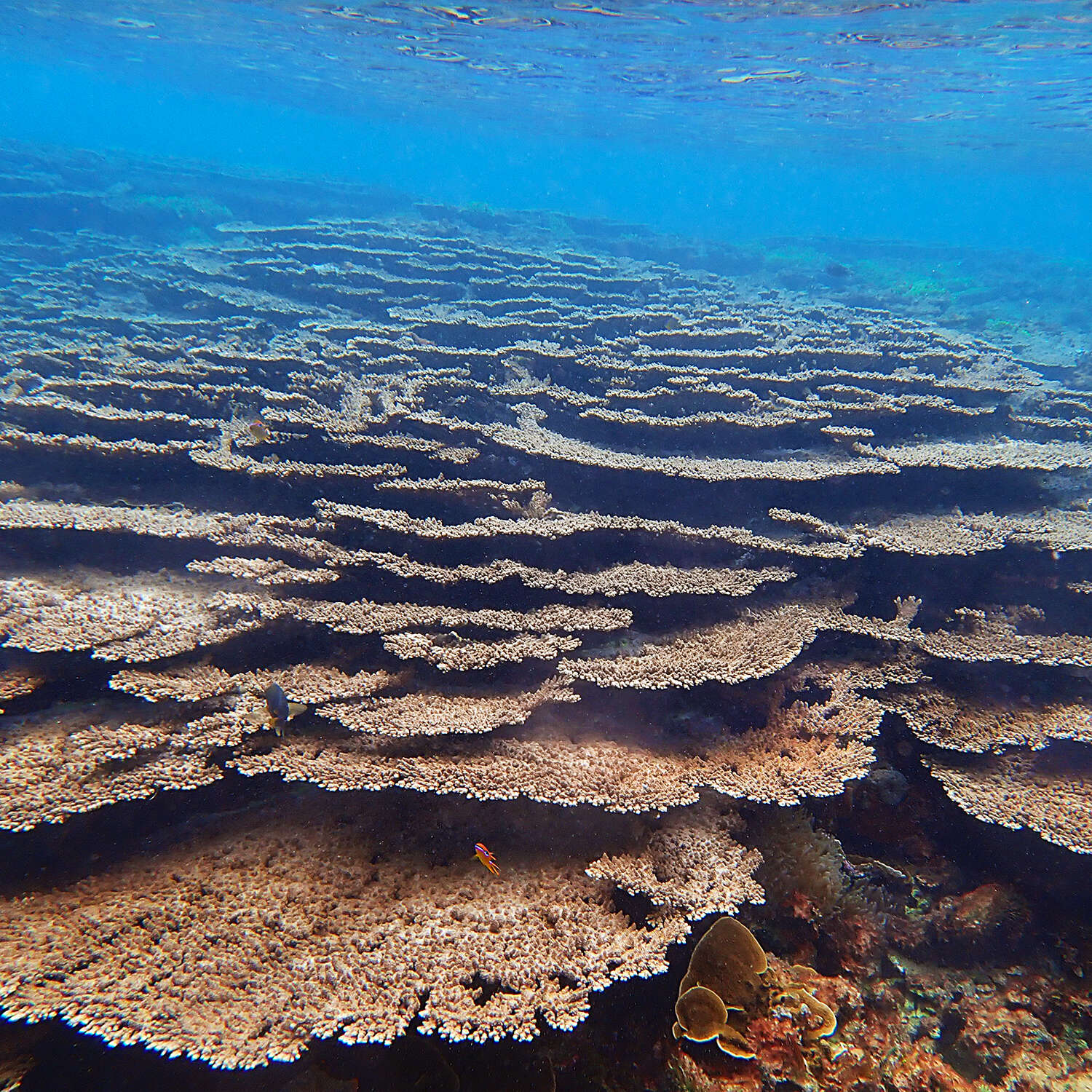 Image of Acropora solitaryensis Veron & Wallace 1984