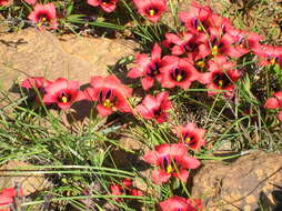 Image of Romulea monadelpha (Sweet ex Steud.) Baker