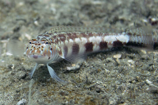 Image of Harlequin sandperch