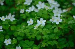 Image of eastern false rue anemone