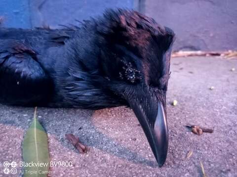 Слика од Corvus coronoides coronoides Vigors & Horsfield 1827