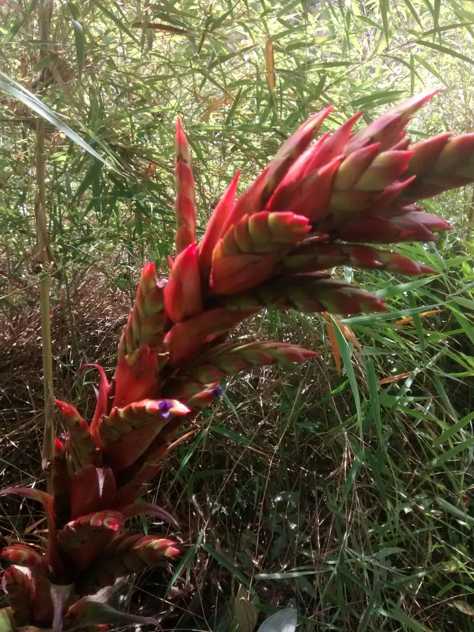 Tillandsia pastensis André的圖片