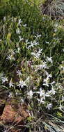 Image of Barleria pretoriensis C. B. Cl.