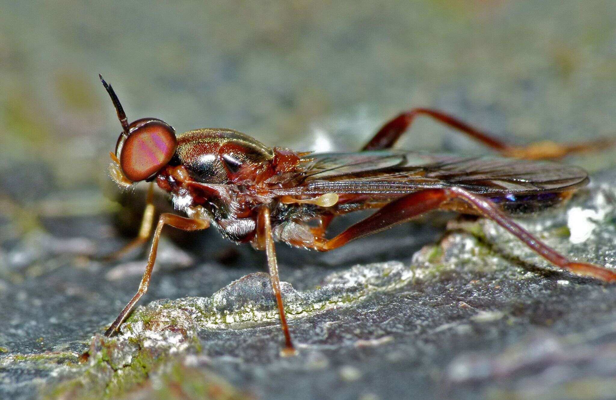 Image of Benhamyia straznitzkii (Nowicki 1875)