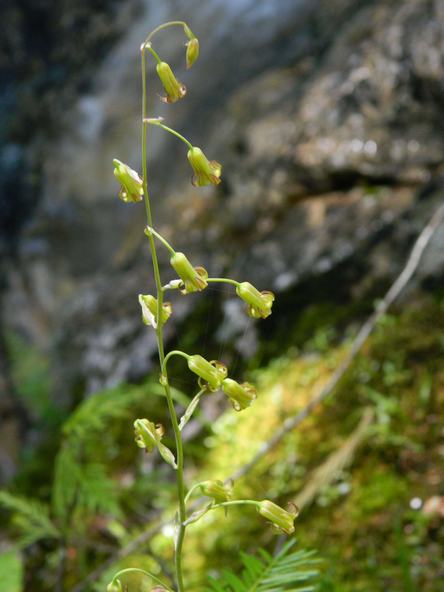 Image of Western False Deathcamas