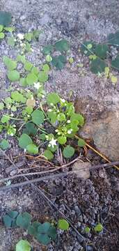 Image of Crassula dentata Thunb.