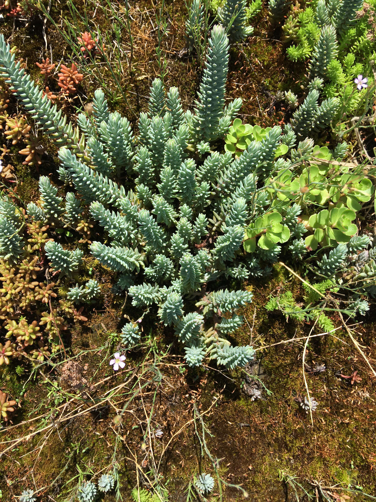 Image of Petrosedum rupestre (L.) P. Heath