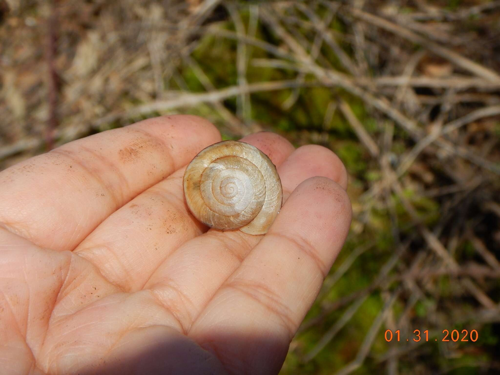 Image of <i>Monadenia troglodytes</i> Hanna & A. G. Smith 1933