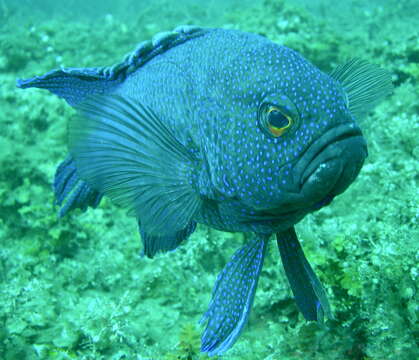 Paraplesiops meleagris (Peters 1869) resmi