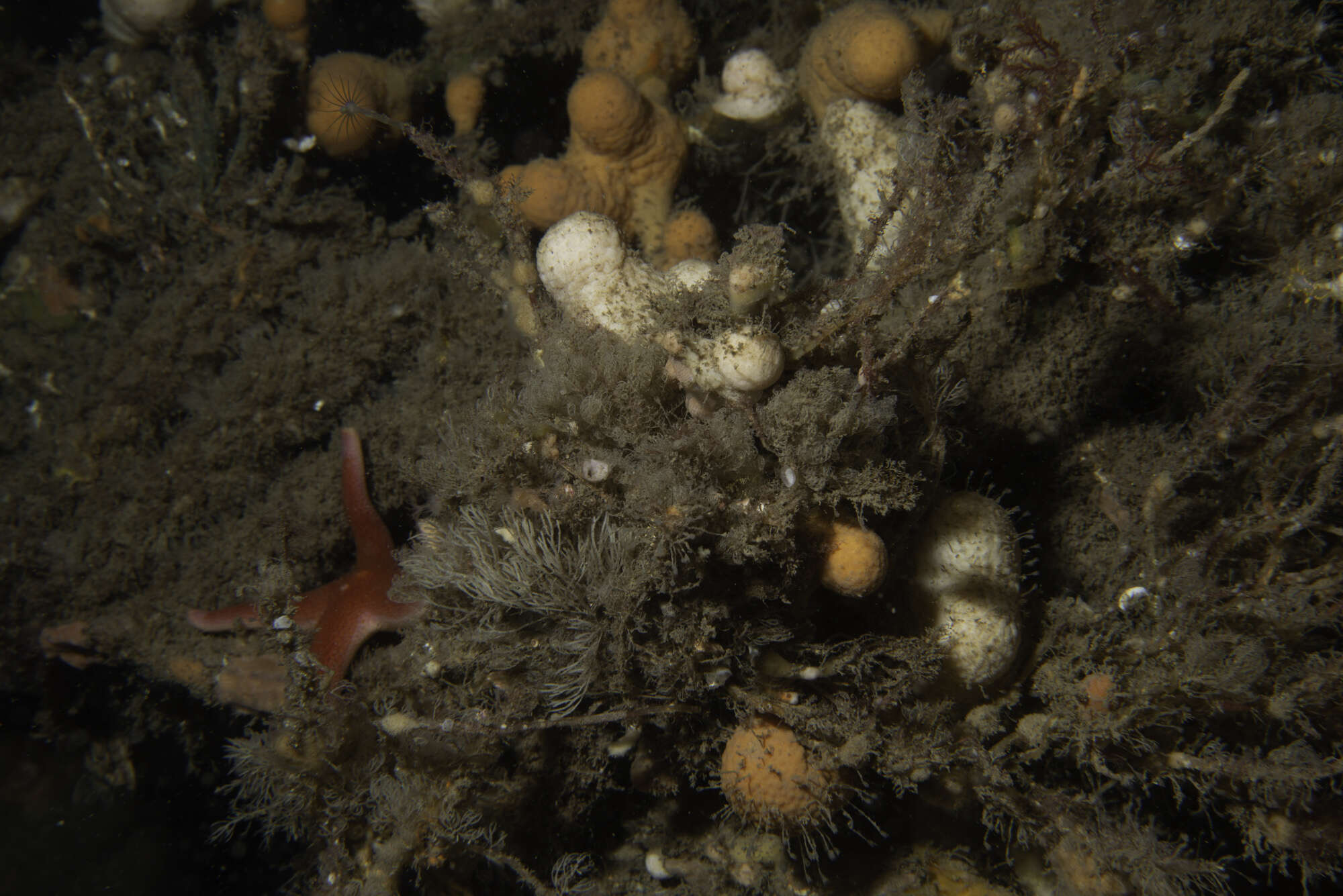 Image of Bloody Henry starfish