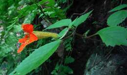 Imagem de Achimenes antirrhina (DC.) C. V. Morton