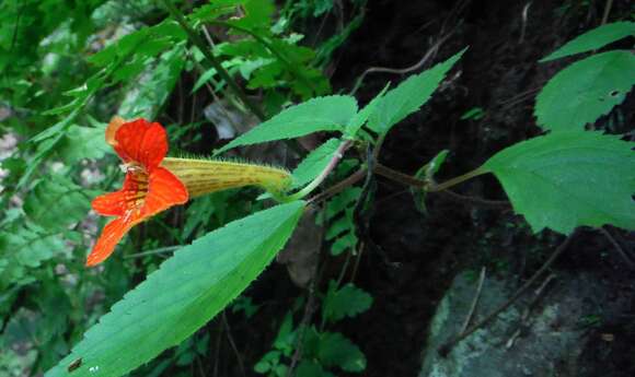 Image of Achimenes antirrhina (DC.) C. V. Morton