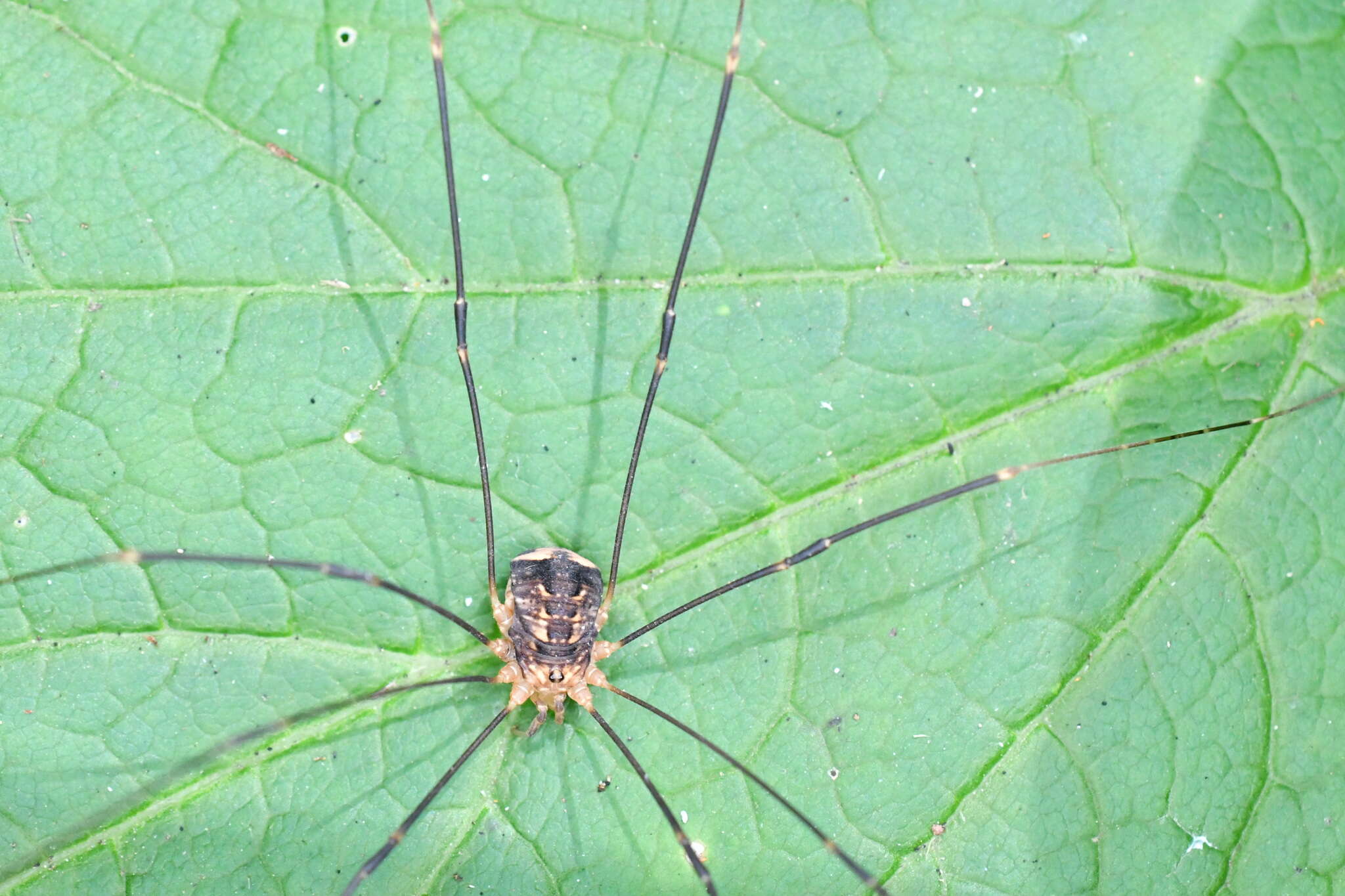 Image of Nelima paessleri (Roewer 1910)