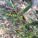 Acacia amoena H. L. Wendl.的圖片