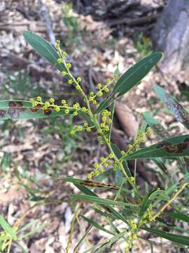 Image of Boomerang Wattle