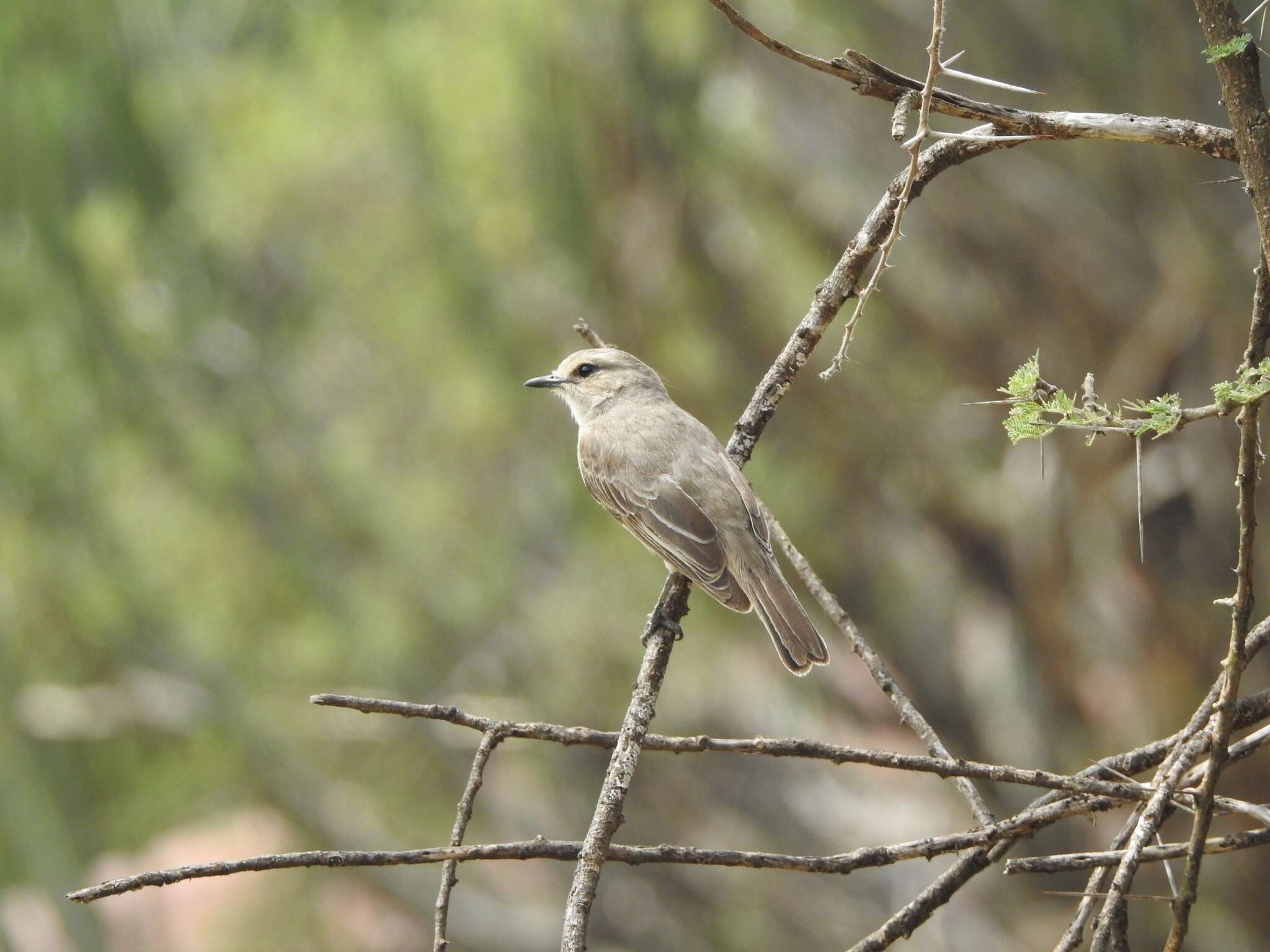 Image of <i>Bradornis microrhynchus</i>