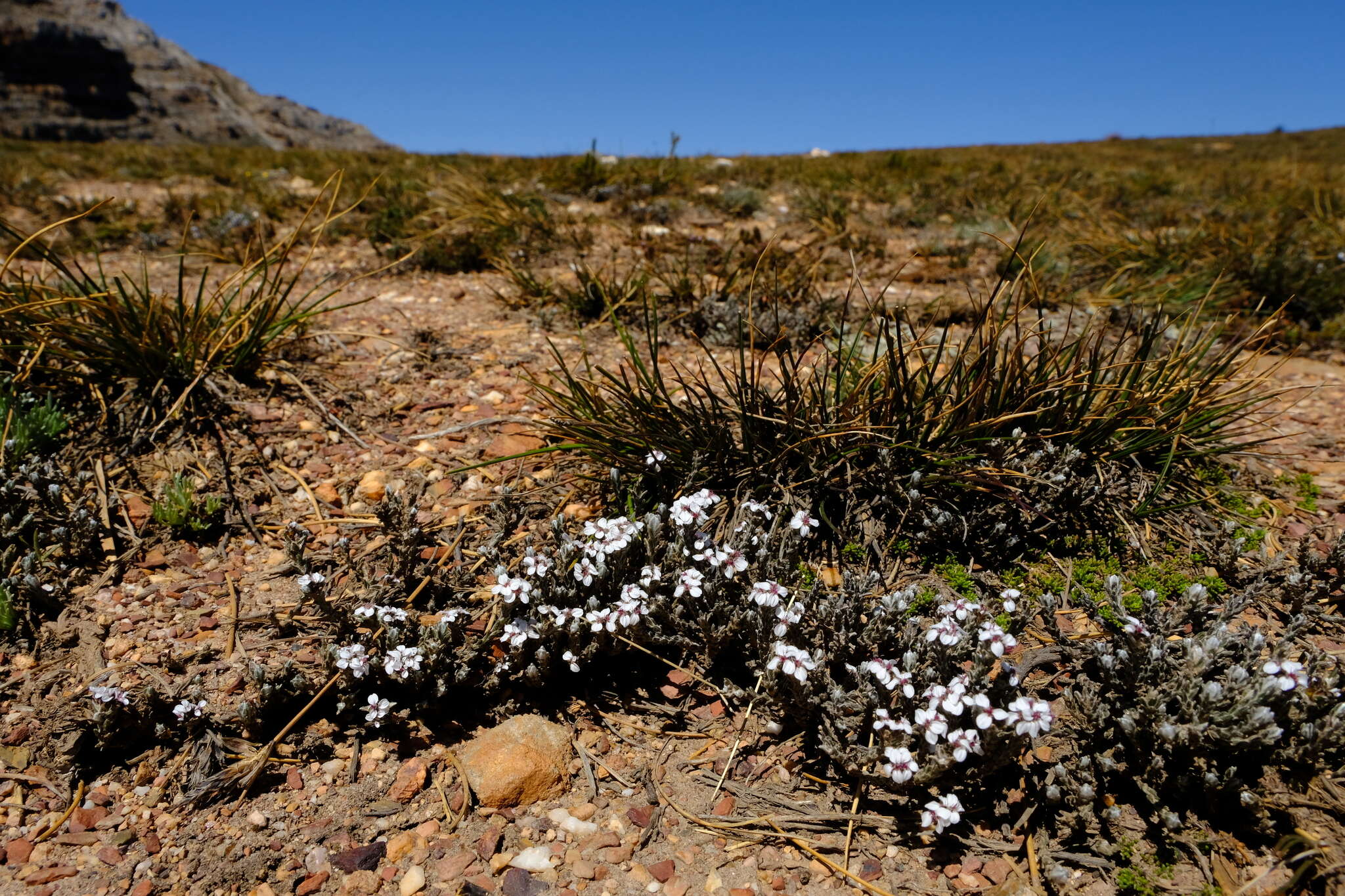 Image of Disparago pilosa M. Koekemoer